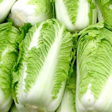 大白菜