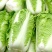 大白菜