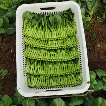 菜芯，菜苔