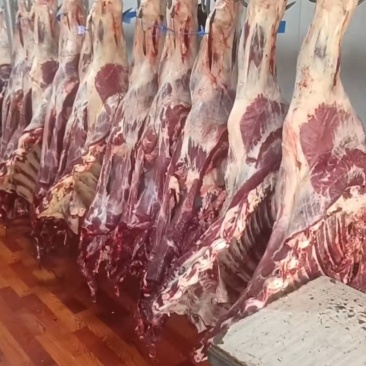 新疆现杀的鲜牛肉