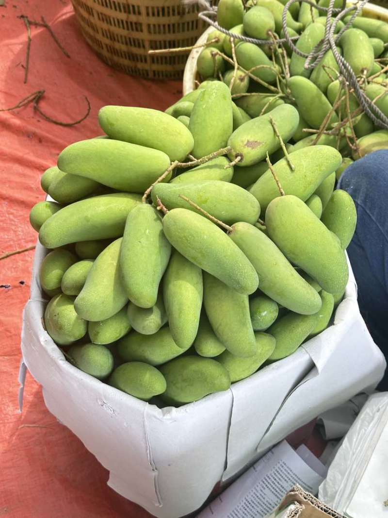 海南象牙芒批发价