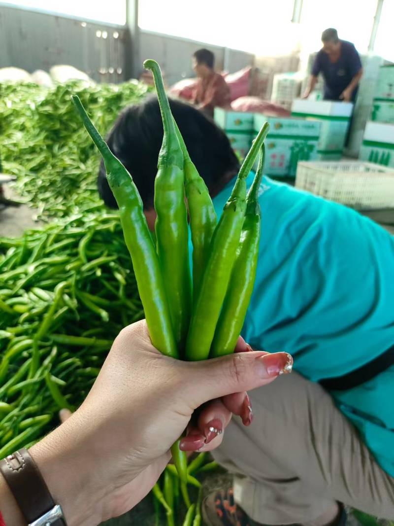 精品杭椒