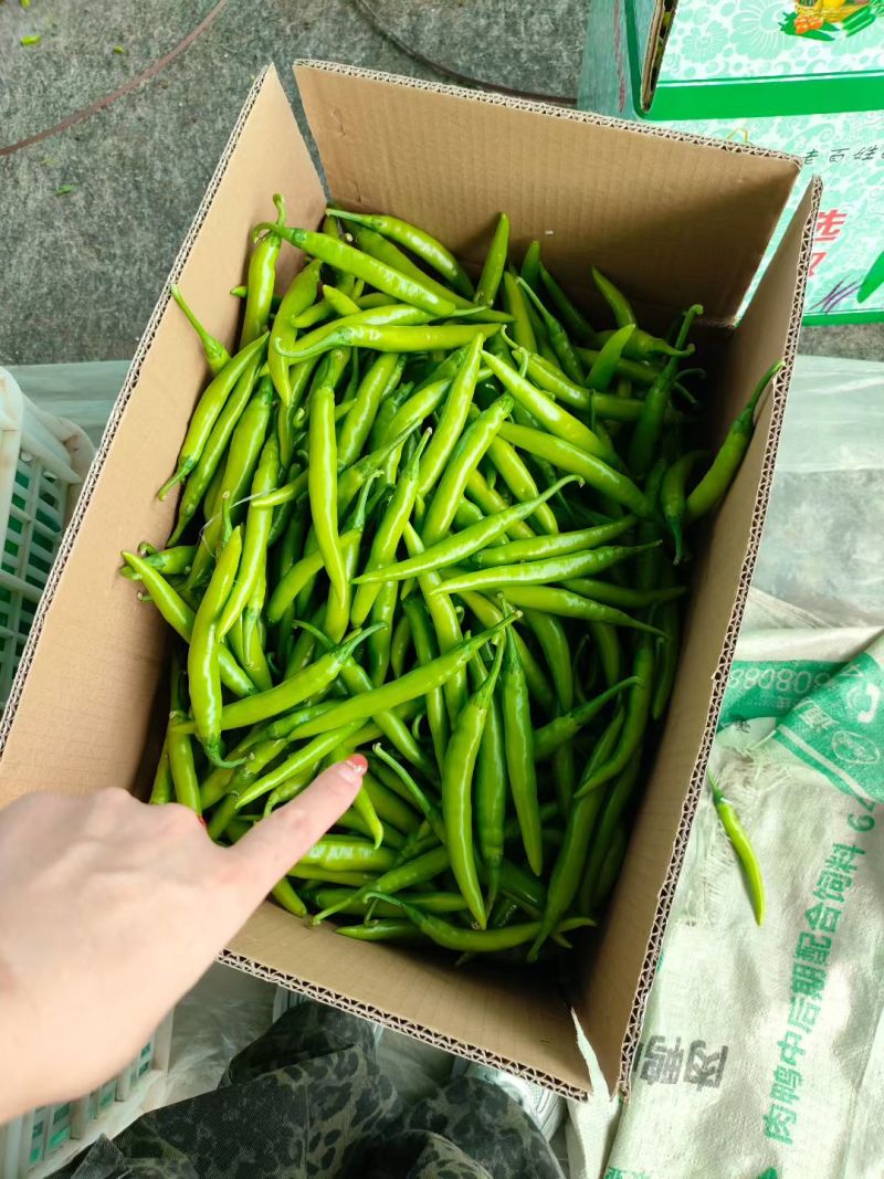 精品杭椒