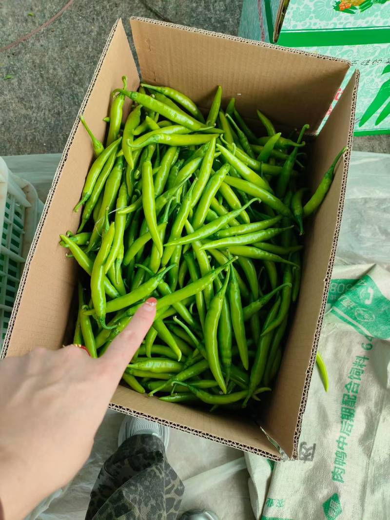精品杭椒