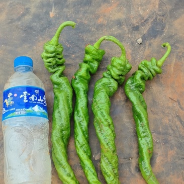 螺丝椒