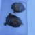 老爸养的乌龟，龟背长度10*20厘米，共2只