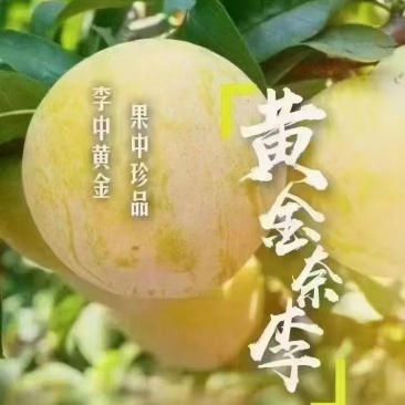 九峰山黄金奈李
