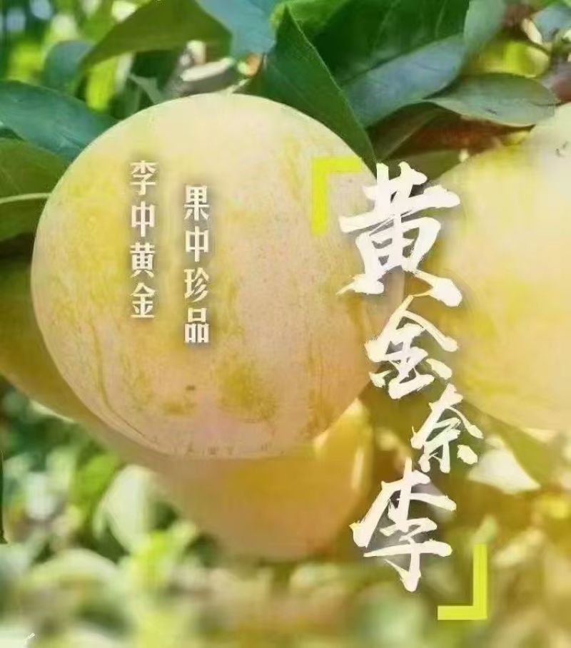 九峰山黄金奈李