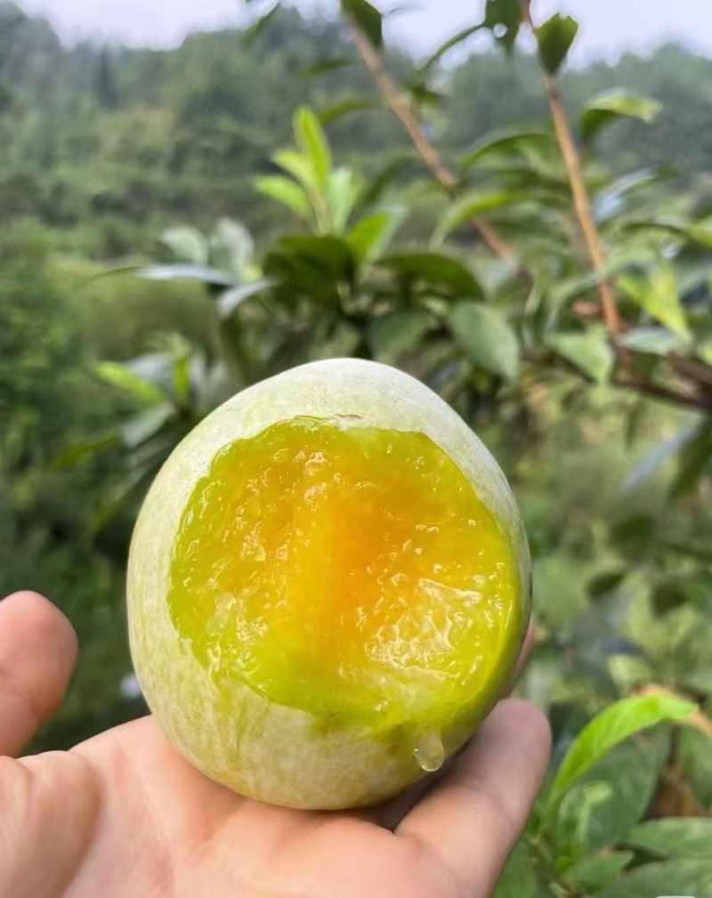 九峰山黄金奈李