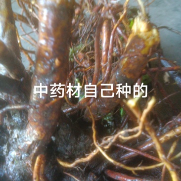 土豆红