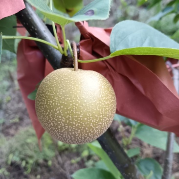黄金梨，秋月梨