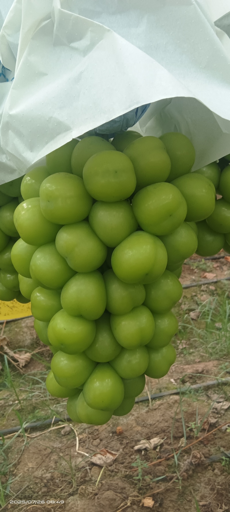 西昌阳光玫瑰