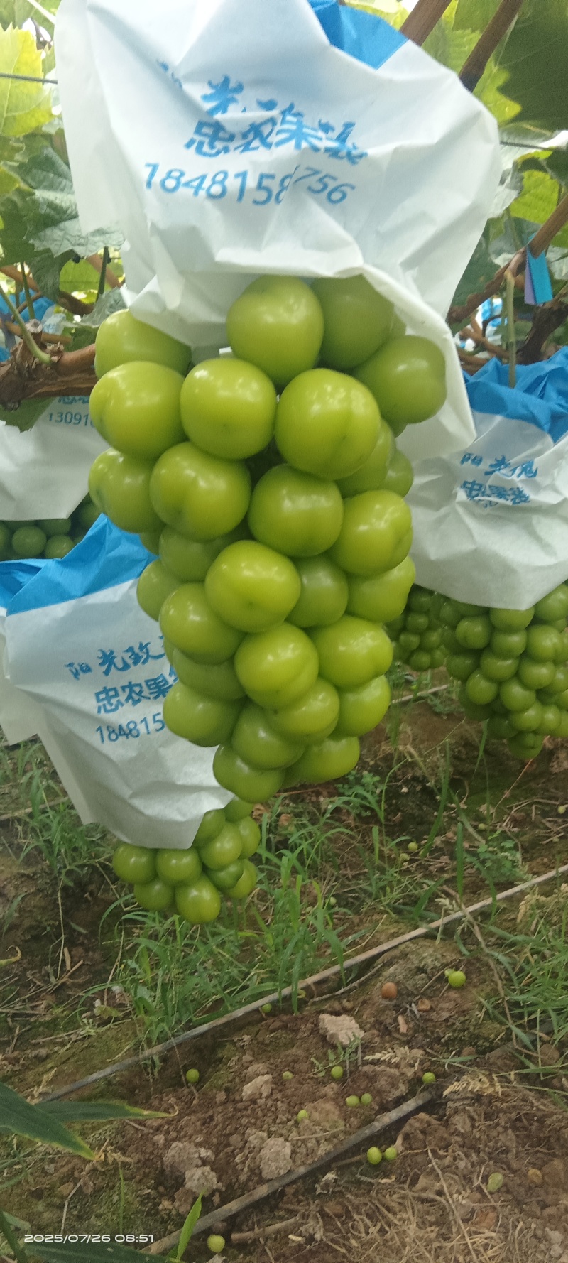 西昌阳光玫瑰