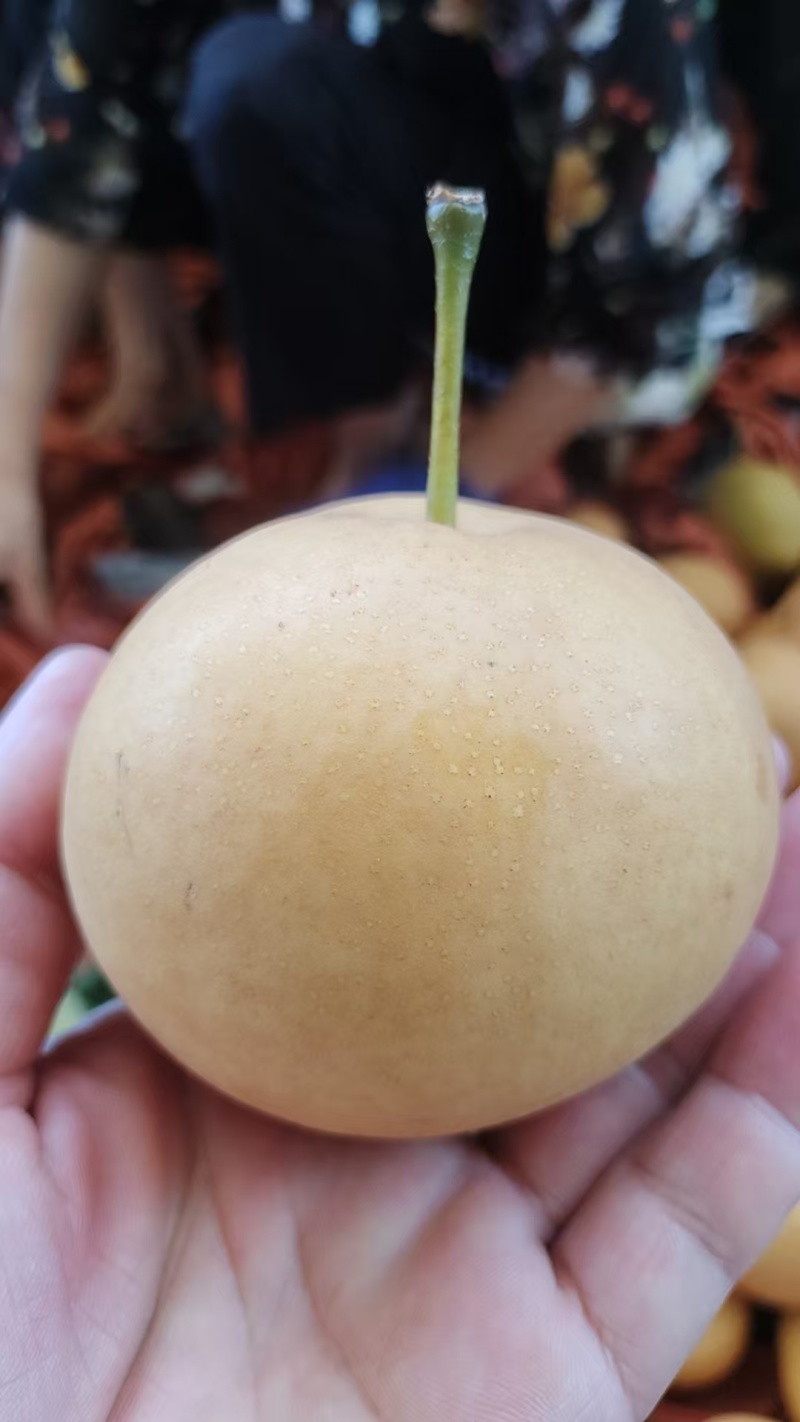 圆黄梨