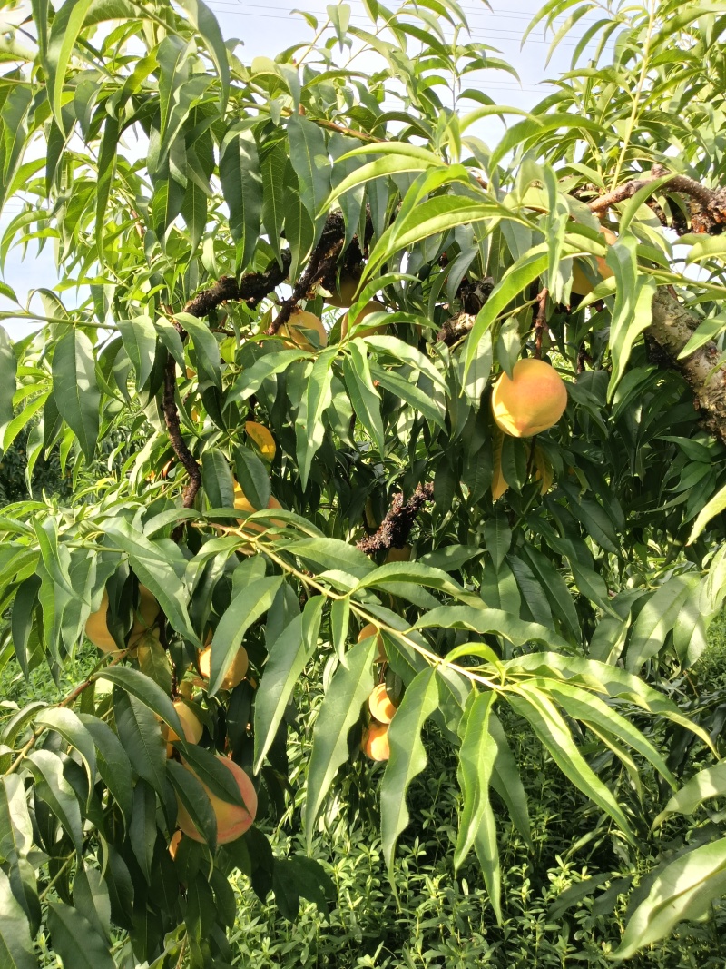 锦绣黄桃
