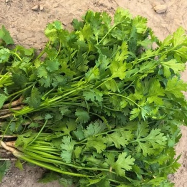 陕西大叶香菜基地直供质量保证货源充足量大优惠欢迎订购