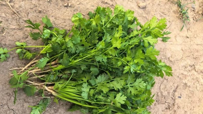 陕西大叶香菜基地直供质量保证货源充足量大优惠欢迎订购