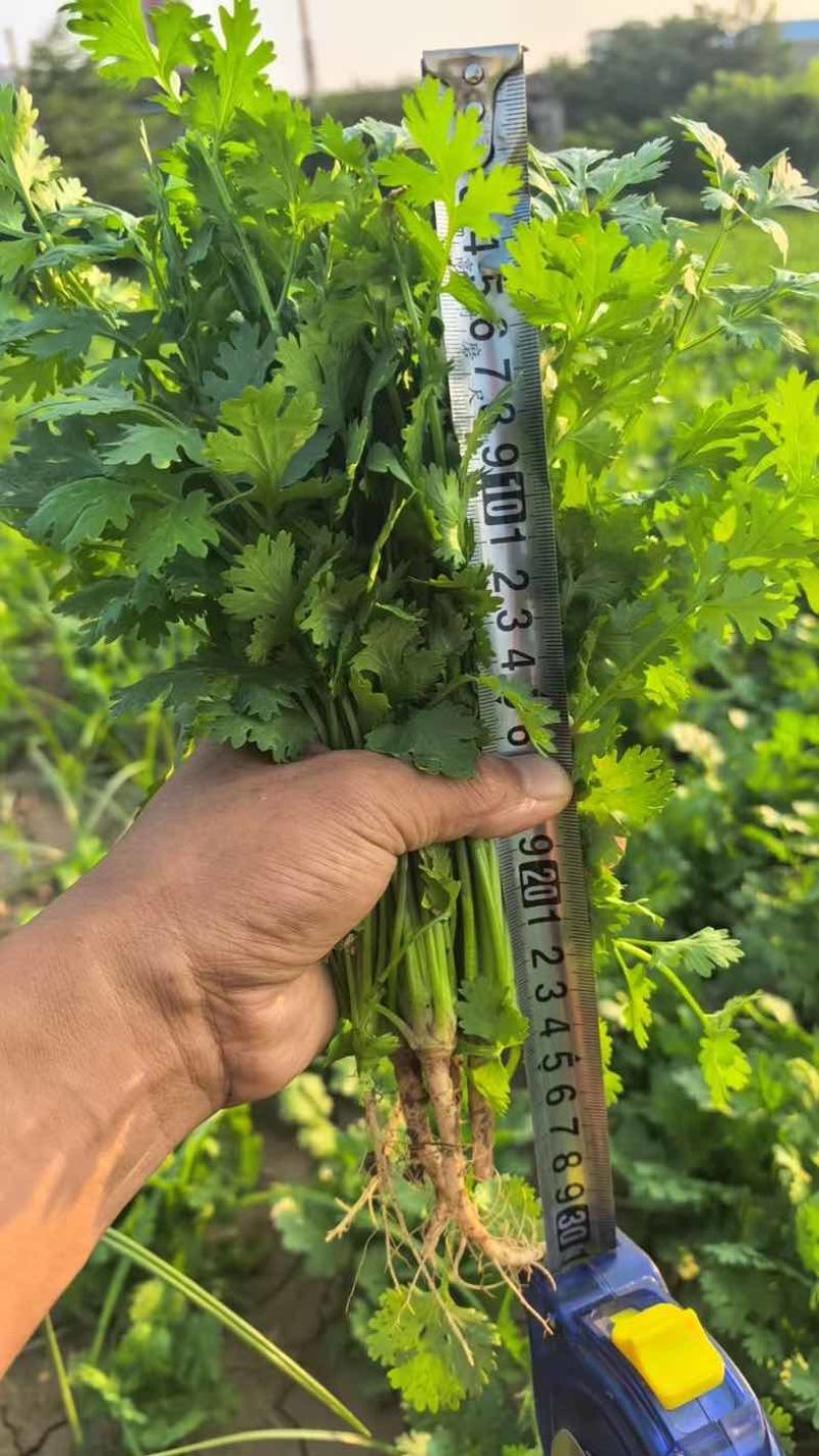 陕西大叶香菜基地直供质量保证货源充足量大优惠欢迎订购