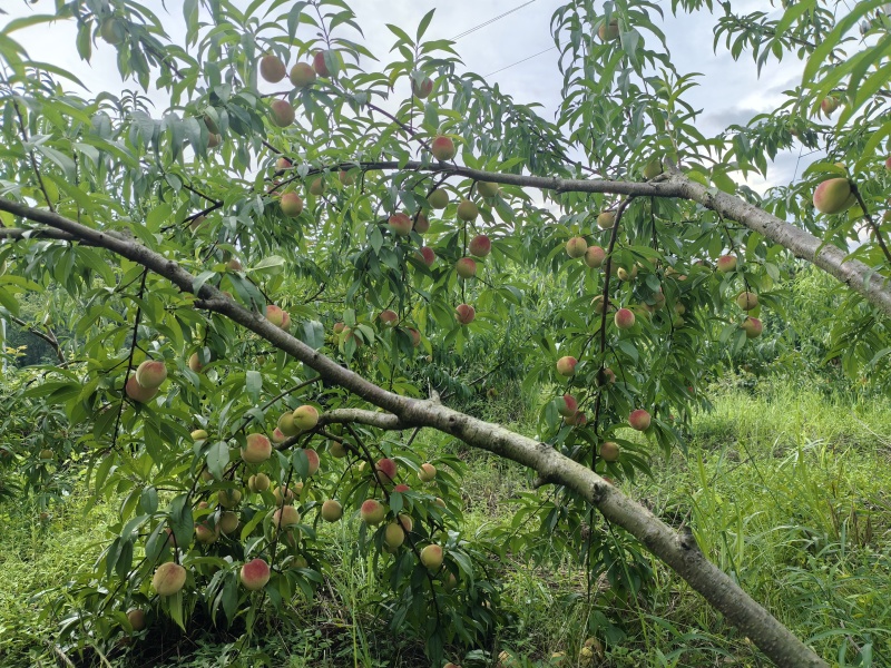 湘西凤凰香水桃