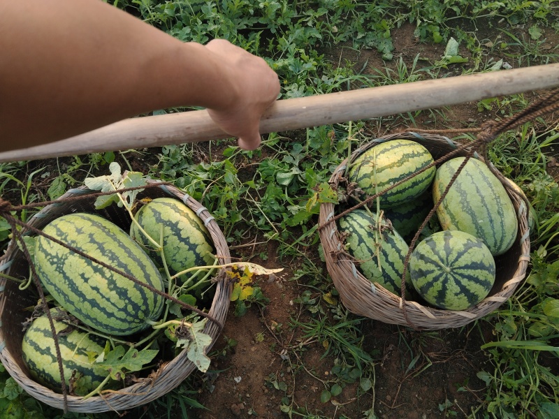 永乐地头西瓜批发