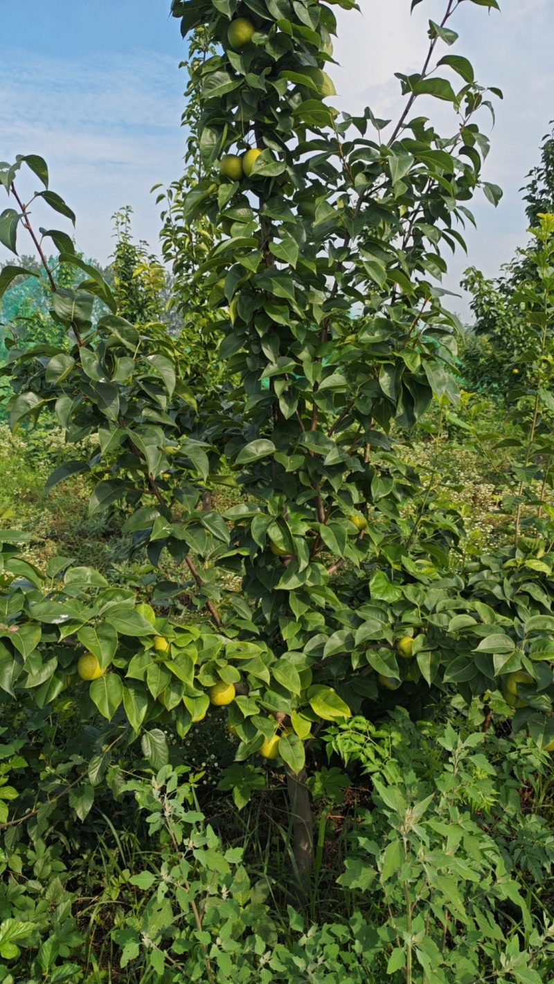 皇冠梨