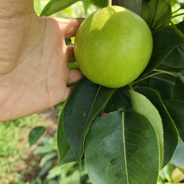 皇冠梨