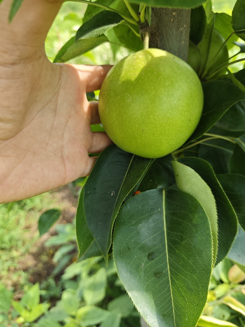皇冠梨