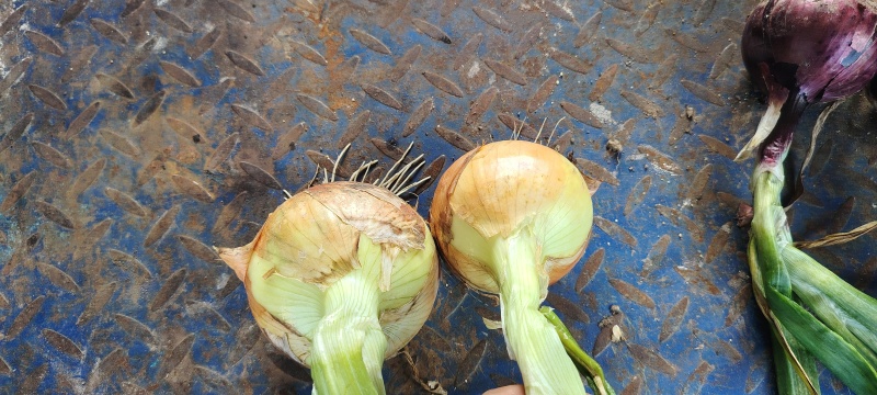 黄圆葱