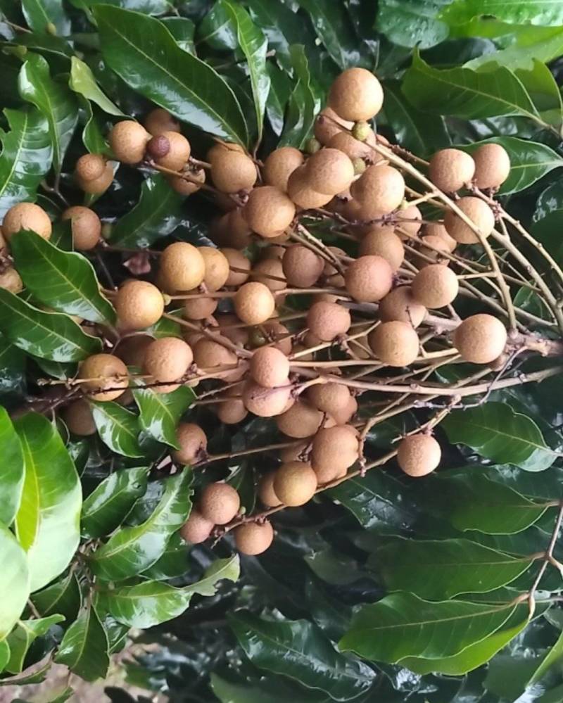 广西平南县石硖龙眼