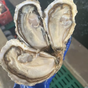 山东乳山生蚝，自己的加工厂，性价比超高