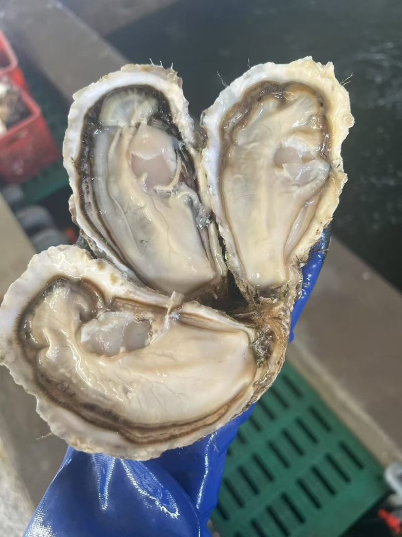 山东乳山生蚝，自己的加工厂，性价比超高