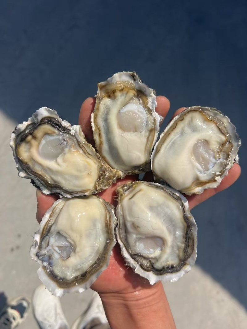 山东乳山生蚝，自己的加工厂，性价比超高
