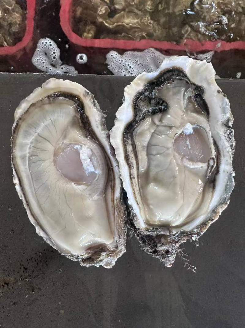 山东乳山生蚝，自己的加工厂，性价比超高