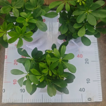 120盆鸭脚木，3元一棵，一箱60棵。