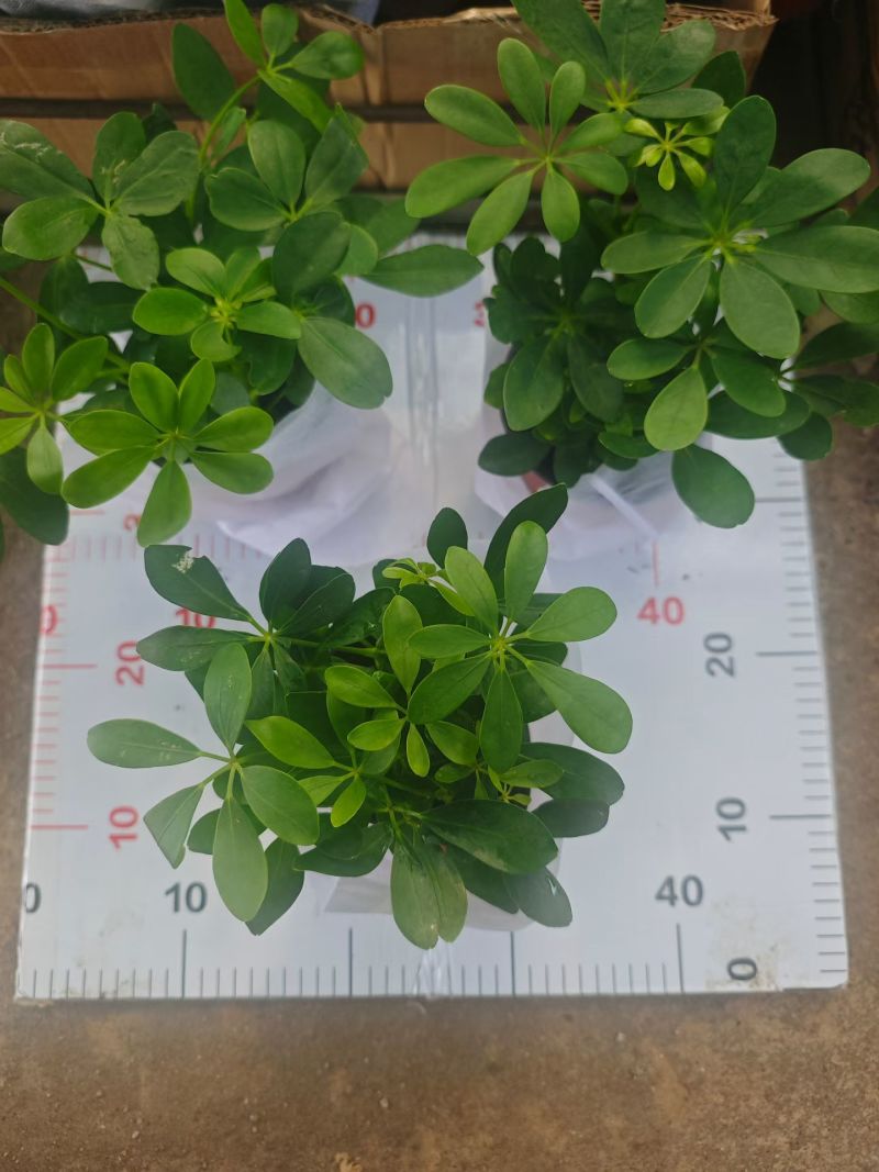 120盆鸭脚木，3元一棵，一箱60棵。