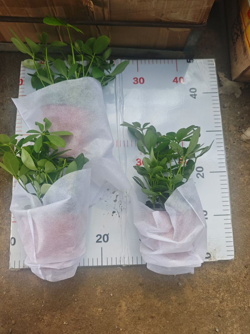 120盆鸭脚木，3元一棵，一箱60棵。