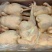 老母鸡，