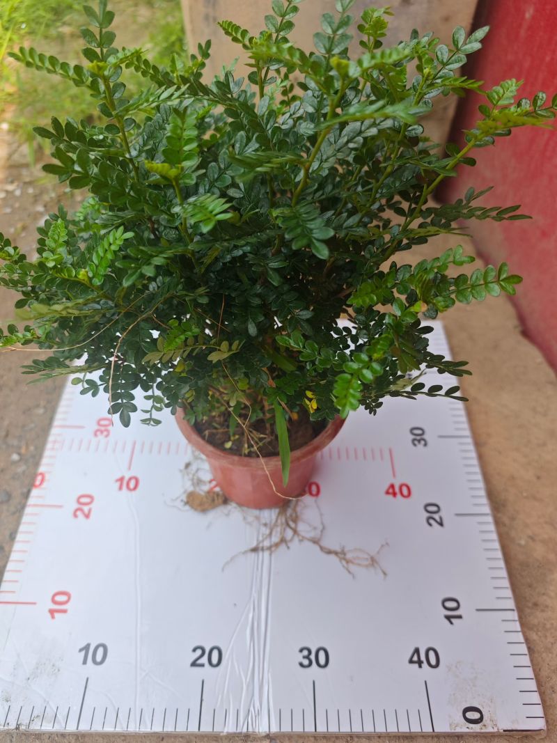160清香木，4.5元一棵，一箱70棵，冠幅大叶密。