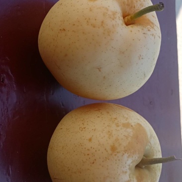 黄金梨