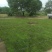 大灰苔藓朵朵藓