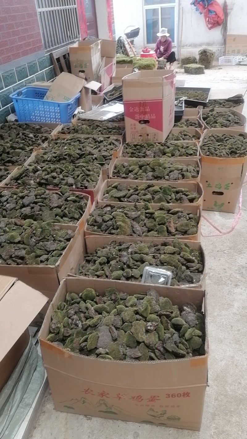 大灰苔藓朵朵藓