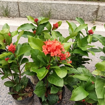 龙船花18杯