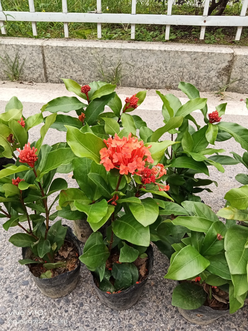 龙船花18杯
