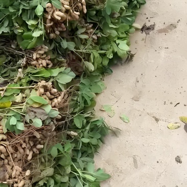 大果鲜花生