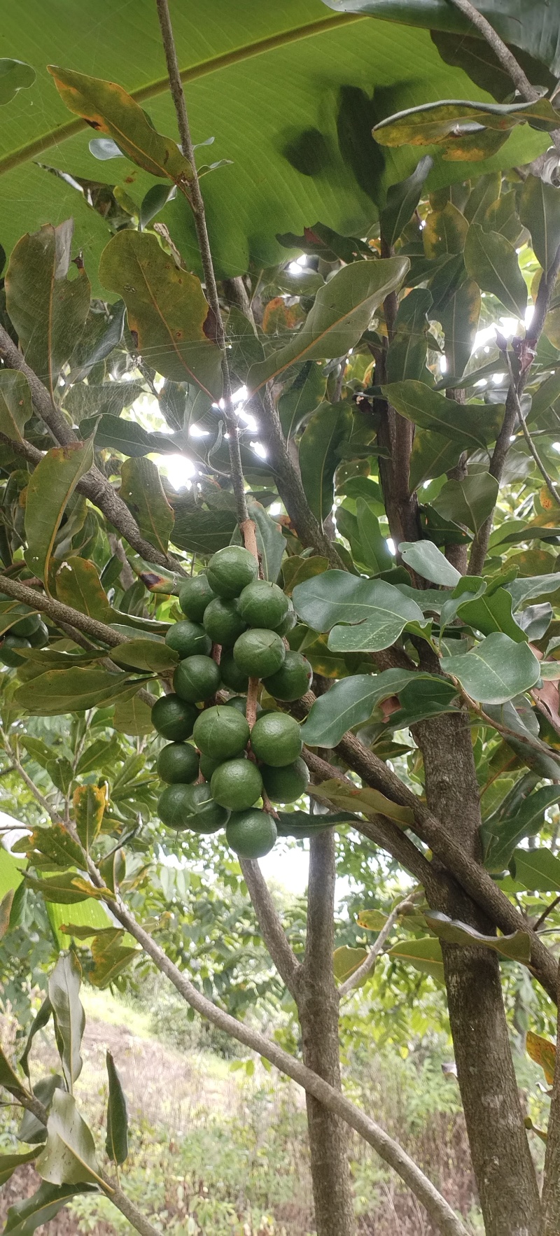 核桃坚果