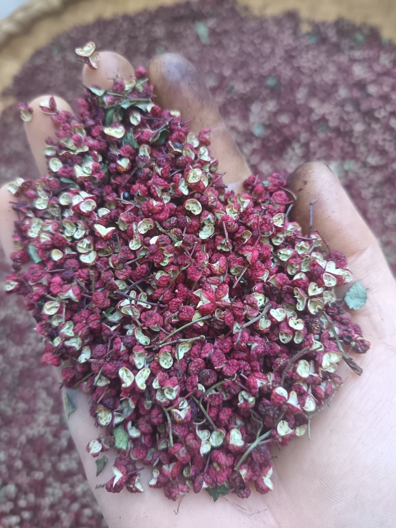 陇南6月梅花椒