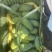 桂七芒