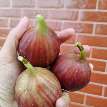 江西鲜无花果