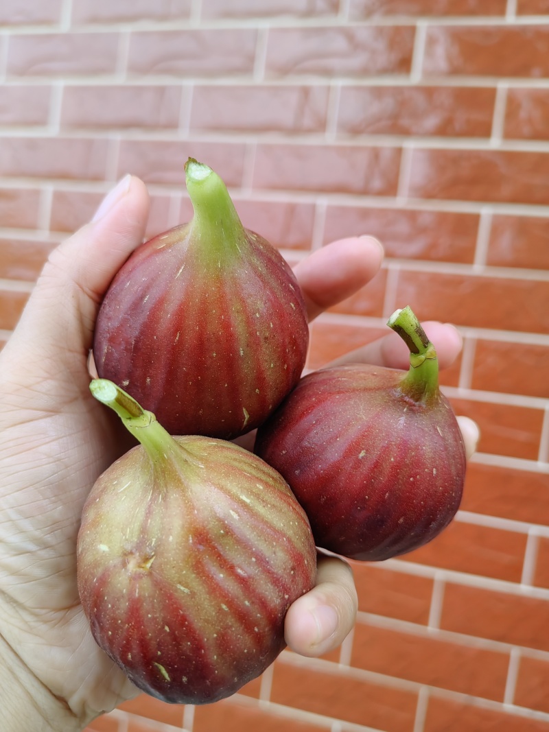 江西鲜无花果