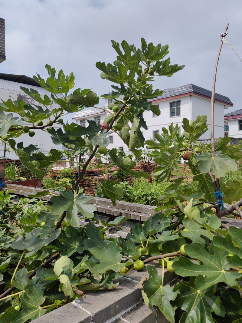 江西鲜无花果